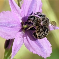 Apis mellifera at Wodonga, VIC - 2 Nov 2024 by KylieWaldon