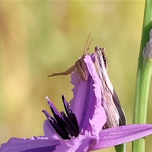 Runcinia acuminata (Pointy Crab Spider) at Wodonga, VIC by KylieWaldon