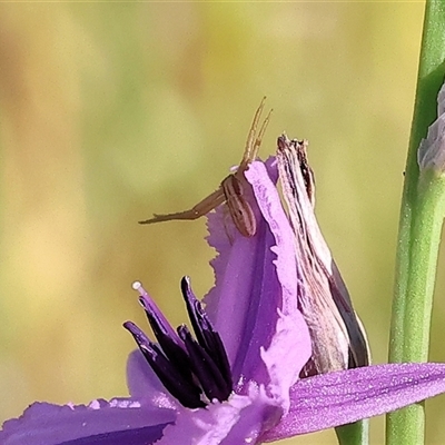 Runcinia acuminata (Pointy Crab Spider) at Wodonga, VIC - 1 Nov 2024 by KylieWaldon