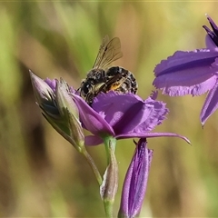 Unidentified Bee (Hymenoptera, Apiformes) at Wodonga, VIC - 1 Nov 2024 by KylieWaldon