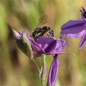 Unidentified Bee (Hymenoptera, Apiformes) at Wodonga, VIC by KylieWaldon