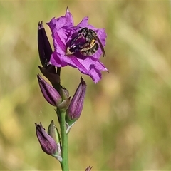 Lasioglossum (Chilalictus) sp. (genus & subgenus) at Wodonga, VIC - 1 Nov 2024 by KylieWaldon