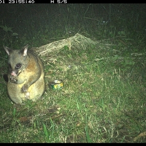 Trichosurus vulpecula at Tyndale, NSW - 1 Nov 2024 11:56 PM