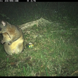 Trichosurus vulpecula at Tyndale, NSW - 1 Nov 2024