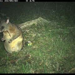 Trichosurus vulpecula at Tyndale, NSW - 1 Nov 2024