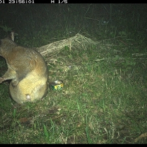 Trichosurus vulpecula at Tyndale, NSW - 1 Nov 2024 11:56 PM