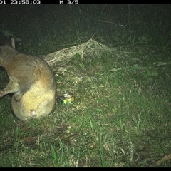 Trichosurus vulpecula at Tyndale, NSW - 1 Nov 2024