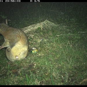 Trichosurus vulpecula at Tyndale, NSW - 1 Nov 2024