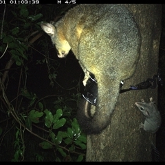 Trichosurus vulpecula (Common Brushtail Possum) at Shark Creek, NSW - 1 Nov 2024 by Topwood