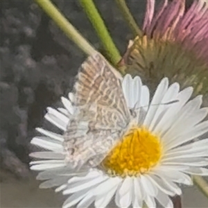 Theclinesthes serpentata at Murrumbateman, NSW - 2 Nov 2024