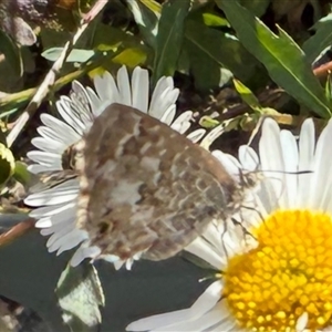 Theclinesthes serpentata at Murrumbateman, NSW - suppressed