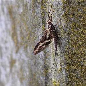 Ephemeroptera (order) at Crookwell, NSW - 2 Nov 2024