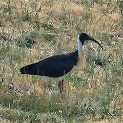 Threskiornis spinicollis (Straw-necked Ibis) at Hawker, ACT - 5 Nov 2024 by LuluBird