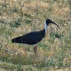 Threskiornis spinicollis (Straw-necked Ibis) at Hawker, ACT - 5 Nov 2024 by LuluBird