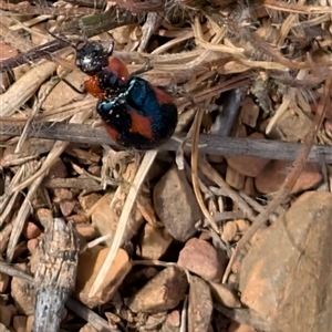 Dicranolaius villosus at Lawson, ACT - 2 Nov 2024