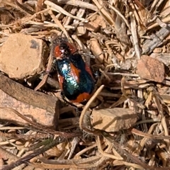 Dicranolaius villosus at Lawson, ACT - 2 Nov 2024