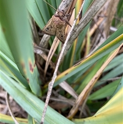 Agrotis infusa (Bogong Moth, Common Cutworm) at Wallaroo, NSW - 1 Nov 2024 by Rosie