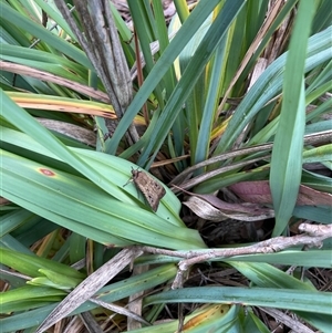 Agrotis infusa at Wallaroo, NSW - 2 Nov 2024