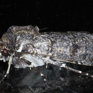 Agrotis porphyricollis at Ainslie, ACT - 30 Oct 2024