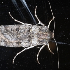 Agrotis porphyricollis at Ainslie, ACT - 30 Oct 2024