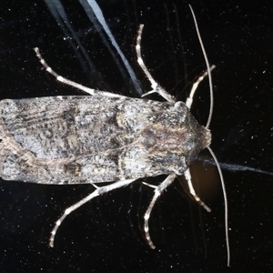 Agrotis porphyricollis at Ainslie, ACT - 30 Oct 2024 09:38 PM