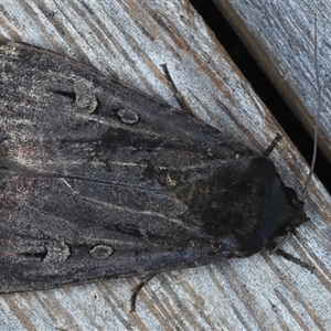 Agrotis infusa at Ainslie, ACT - 30 Oct 2024