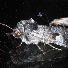 Thoracolopha verecunda (A Noctuid moth (Acronictinae)) at Ainslie, ACT - 30 Oct 2024 by jb2602