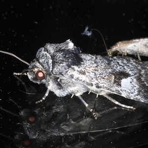 Thoracolopha verecunda at Ainslie, ACT - 30 Oct 2024