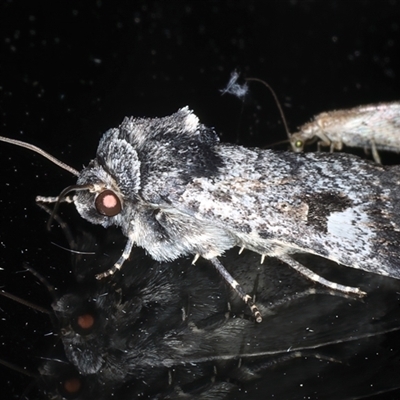 Thoracolopha verecunda (A Noctuid moth (Acronictinae)) at Ainslie, ACT - 30 Oct 2024 by jb2602