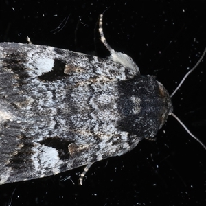 Thoracolopha verecunda at Ainslie, ACT - 30 Oct 2024