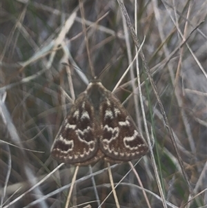 Synemon plana at Murrumbateman, NSW - 2 Nov 2024 04:05 PM