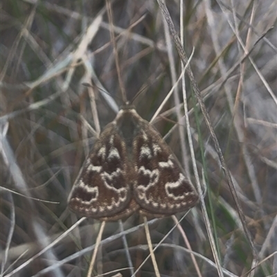 Synemon plana (Golden Sun Moth) at Murrumbateman, NSW - 2 Nov 2024 by amiessmacro