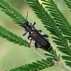 Eleale simplex (Clerid beetle) at Wodonga, VIC - 26 Oct 2024 by KylieWaldon