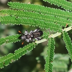 Eleale simplex at Wodonga, VIC - 27 Oct 2024 08:28 AM