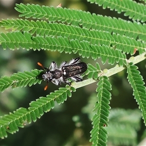 Eleale simplex at Wodonga, VIC - 27 Oct 2024