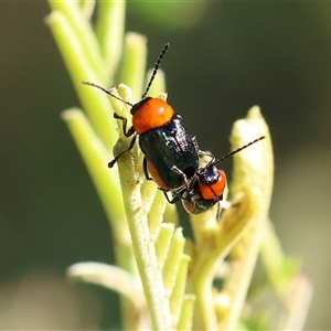 Unidentified Leaf beetle (Chrysomelidae) at Wodonga, VIC by KylieWaldon