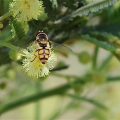 Simosyrphus grandicornis (Common hover fly) at Wodonga, VIC - 27 Oct 2024 by KylieWaldon