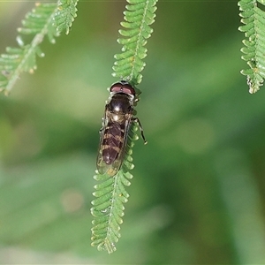 Simosyrphus grandicornis at Wodonga, VIC - 27 Oct 2024