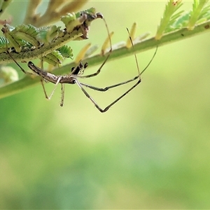 Unidentified Spider (Araneae) at Wodonga, VIC by KylieWaldon