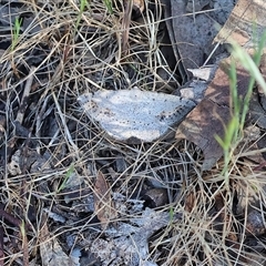 Taxeotis intextata (Looper Moth, Grey Taxeotis) at Wodonga, VIC - 27 Oct 2024 by KylieWaldon