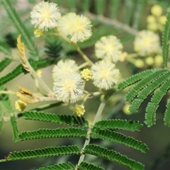 Acacia mearnsii (Black Wattle) at Wodonga, VIC - 26 Oct 2024 by KylieWaldon