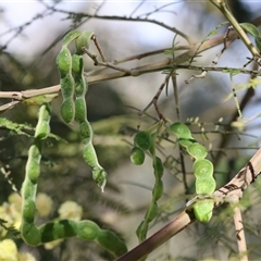 Acacia mearnsii at Wodonga, VIC - 27 Oct 2024