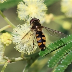 Unidentified Hover fly (Syrphidae) at Wodonga, VIC - 26 Oct 2024 by KylieWaldon