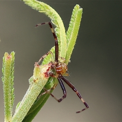 Unidentified Spider (Araneae) at Wodonga, VIC - 26 Oct 2024 by KylieWaldon