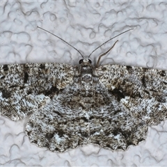 Unplaced externaria (Mahogany Bark Moth) at Ainslie, ACT - 30 Oct 2024 by jb2602
