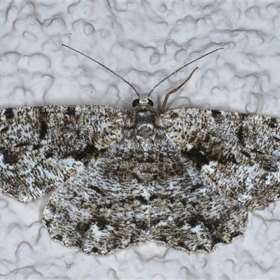 Unplaced externaria (Mahogany Bark Moth) at Ainslie, ACT - 30 Oct 2024 by jb2602