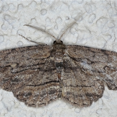 Ectropis excursaria (Common Bark Moth) at Ainslie, ACT - 30 Oct 2024 by jb2602