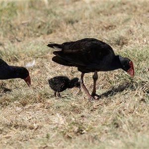 Porphyrio melanotus at Gungahlin, ACT - 1 Nov 2024