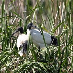 Threskiornis molucca (Australian White Ibis) at Gungahlin, ACT - 1 Nov 2024 by AlisonMilton