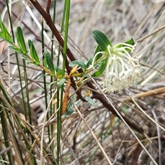 Pimelea linifolia (Slender Rice Flower) at Acton, ACT - 2 Nov 2024 by sangio7